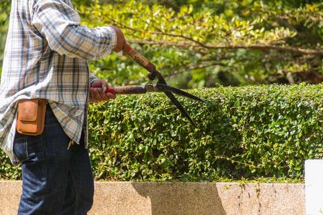 Garden Maintenance Croydon, Addiscombe, Selhurst, CR0